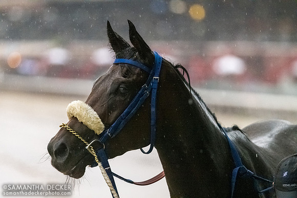 One of the last horses off the track of the 2022 meet