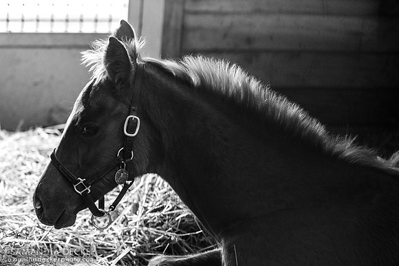 2025 Taiba - Bernadetta filly, Stonestreet Farm, Lexington