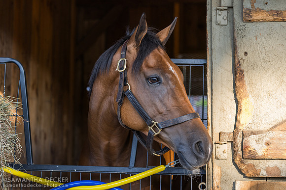Future is Now, Trombetta barn