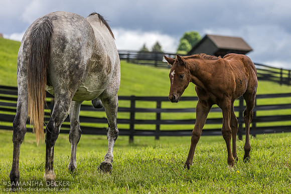 Heavenly Score and her 2025 Arabian Lion filly, Thirty Year Farm