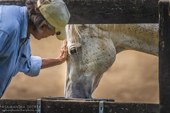 Linda Gives Bull a Pet, Old Friends at Cabin Creek, Greenfield, NY