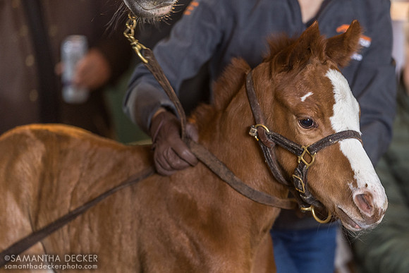 First NY bred by Americanrevolution:  Judge Lee 25 (colt by Americanrevolution), Rockridge Stud