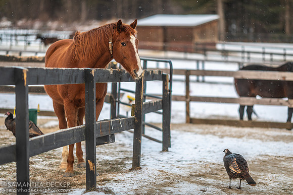 Mr. Cowboy and a Turkey, 2022