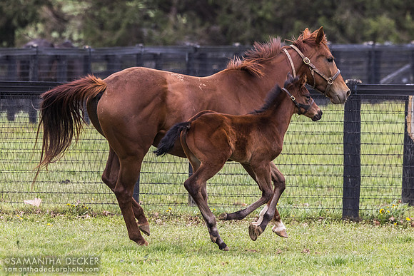 Chilly Chocolate and her 2025 Corniche colt, Denali Stud, Paris, KY