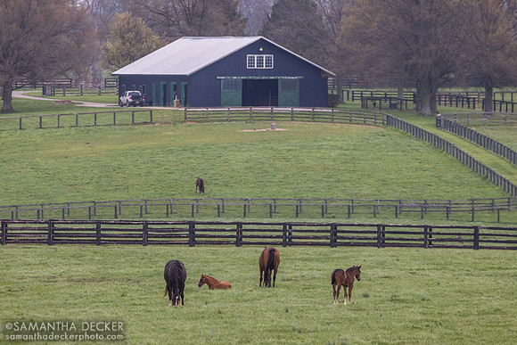 Denali Stud, Paris, KY