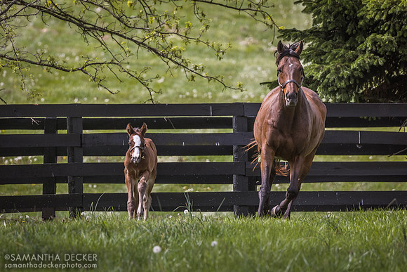 Lady Lawyer and Her 2023 colt by Kitten's Joy, Gainsborough Farm, Versailles, KY