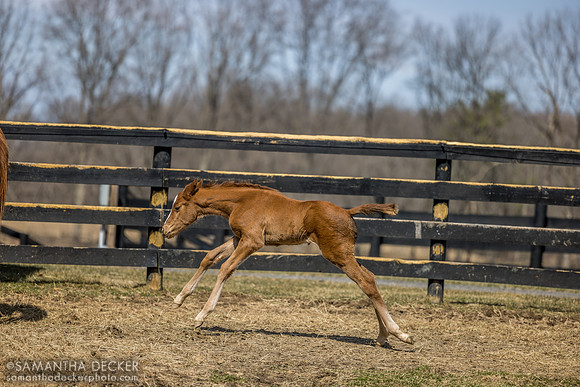 filly o/o Evening Primrose at 13 days old