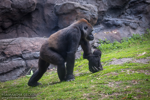 Gorillas, Pangani Forest Exploration Trail, Disney's Animal Kingdom
