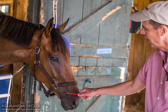 Joe giving Calvin's Ride a pet, John Terranova barn