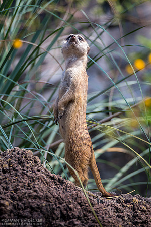 Meerkat, Disney's Animal Kingdom, Walt Disney World