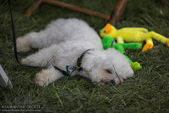 Tired pup