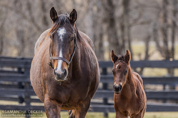 Walking Miracle and her 2025 Good Magic colt, Thirty Year Farm, Saratoga Springs, NY