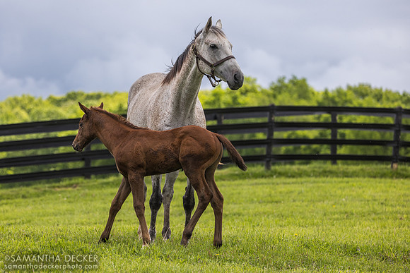Heavenly Score and her 2025 Arabian Lion filly, Thirty Year Farm