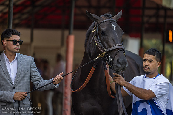 Domestic Product, winner of the H. Allen Jerkens