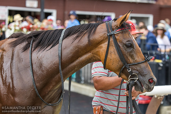 Halina's Forte wins the Galway S.