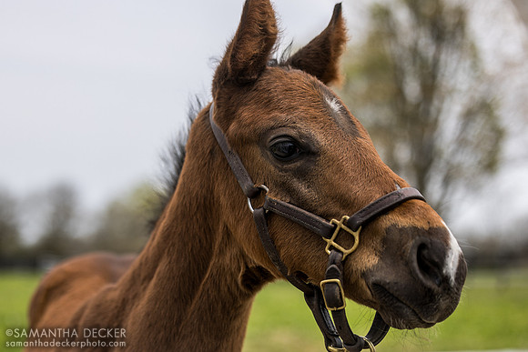 2025 Enticed - Fast Moon colt, Magdalena Farm, Lexington KY