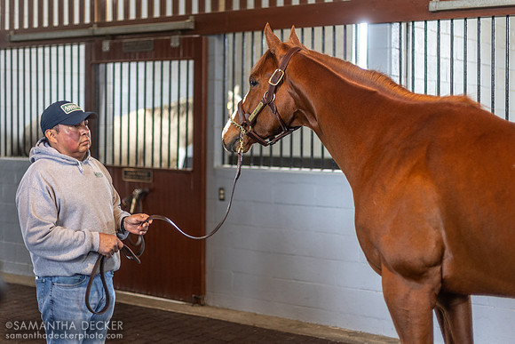Mage, Airdrie Stud