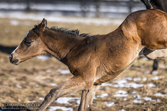 2024 Mind Control filly out of Cat Ferrad, Irish Hill Century Farm, Stillwater, NY