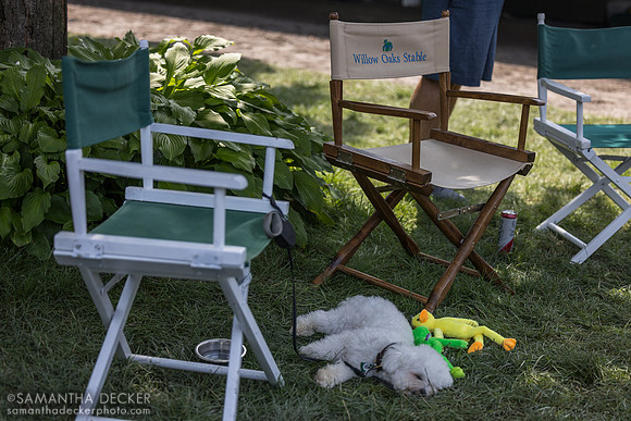 Tired pup