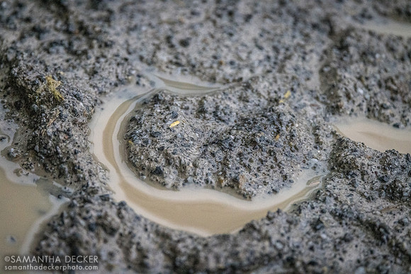 Muddy hoof print, 2022