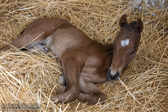 2025 Candy Ride - Butterbean colt, Magdalena Farm, Lexington KY