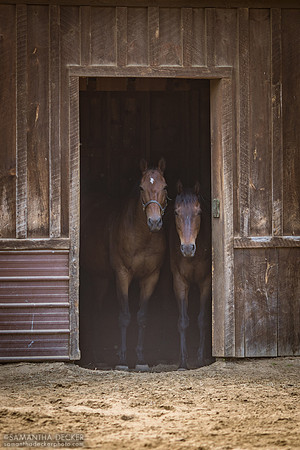 Doc and Strummer, Old Friends at Cabin Creek, Greenfield, NY