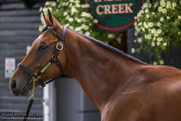 2023 Into Mischief colt out of Validest