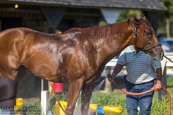 Putthebabiesdown '22 (Tapwrit colt) gets a bath