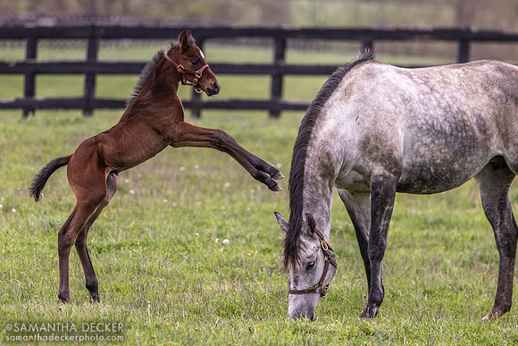 Arabian Gazelles and her 2024 Munnings colt, Airdrie Stud, Midway, KY