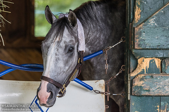 Over and Ollie, Al Stall barn