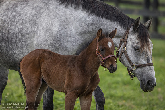 Arabian Gazelles and her 2024 Munnings colt, Airdrie Stud, Midway, KY