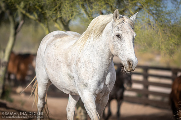 Horse on Its Morning Run, Rancho de los Caballeros, Wickenburg, AZ