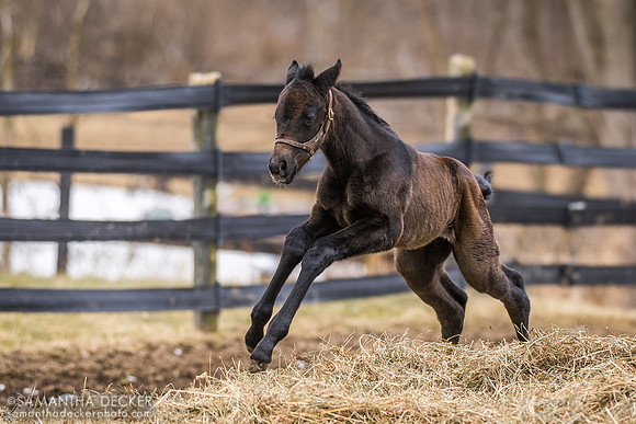 Independence Hall filly out of All Over the Map, Mahoney Eden Manor, Saratoga Springs, NY