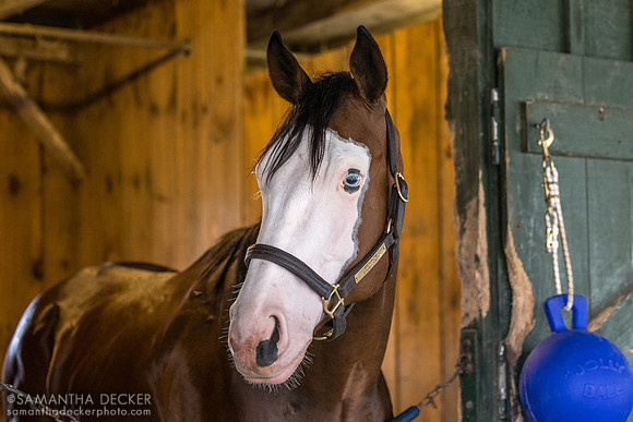 Nuk Soo Kow, John Terranova barn