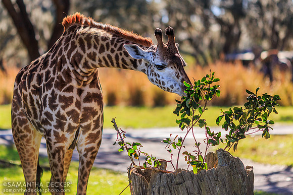 Giraffe, Kilimanjaro Safaris, Disney's Animal Kingdom