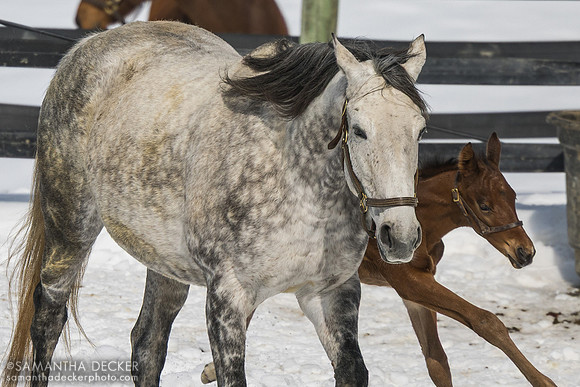 Herwaze and her 2025 Connect colt