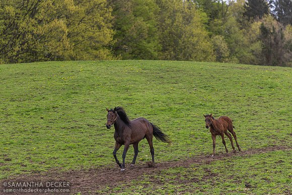 Qualifying and Her 2023 King For a Day Filly, Mahoney Eden Manor, Saratoga Springs, NY