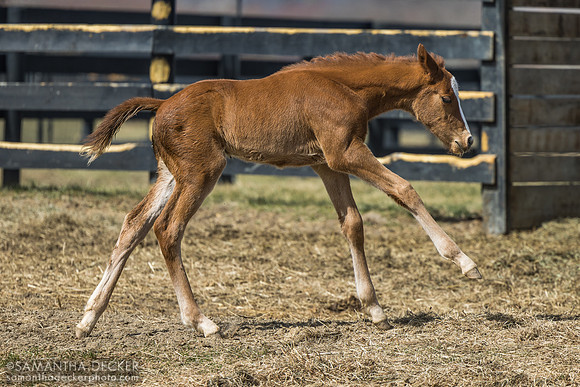 filly o/o Evening Primrose at 13 days old