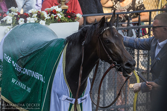 Pipsy wins the Intercontinental