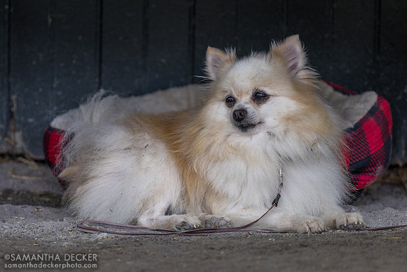 Dog at the Machmer Hall barn