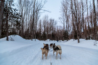 Huskies Pulling Dog Sled, Érablière du Cap, Lévis, Québec, Canada, 2019