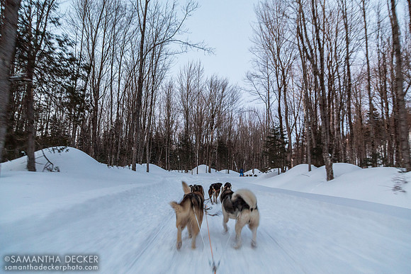 Huskies Pulling Dog Sled, Érablière du Cap, Lévis, Québec, Canada, 2019