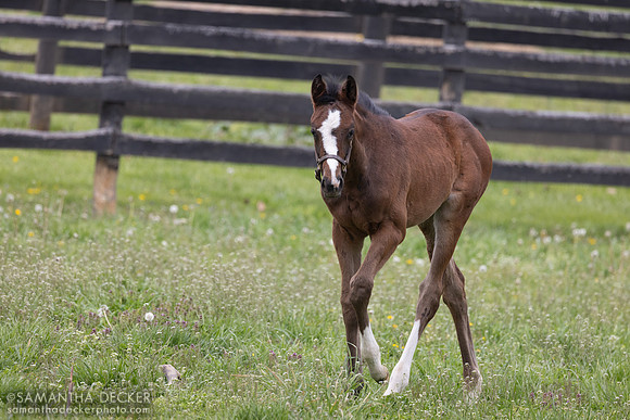 2025 Enticed - Indigo Sunset filly, Magdalena Farm, Lexington KY