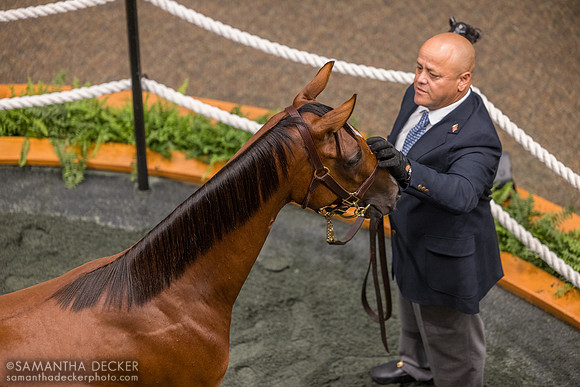 2023 Oscar Performance filly out of Shop Again
