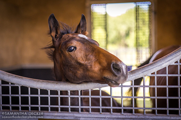 Sugar Plum Farm, Saratoga Springs, NY