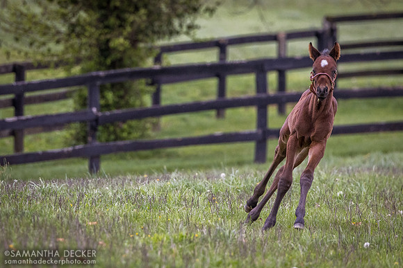 2024 Munnings colt out of Arabian Gazelles, Airdrie Stud, Midway, KY