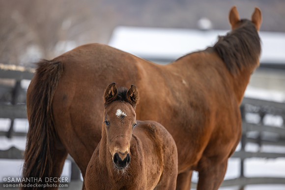 Weekend Hottie 25 (Mind Control colt), Irish Hill Century Farm
