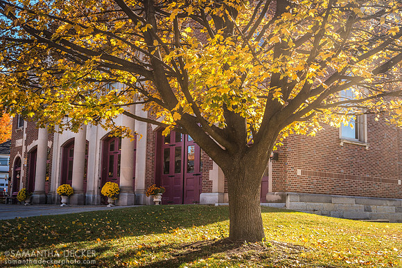 Tree by the Lake Ave. Fire House, Saratoga Springs, NY