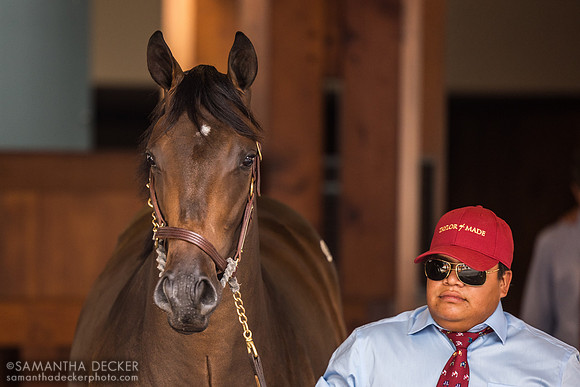 2023 War Front filly out of Goodyearforroses