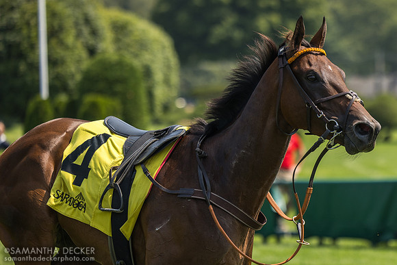 Zarak the Brave loose